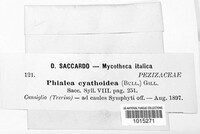 Cyathicula cyathoidea image